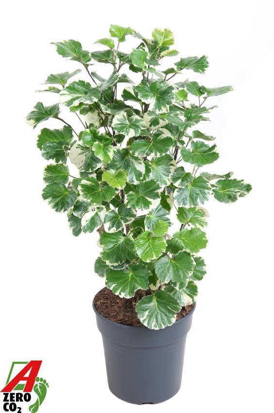 Горшечные цветы и растения оптом Polyscias Balfouriana Branched от 1шт из Голландии с доставкой по России