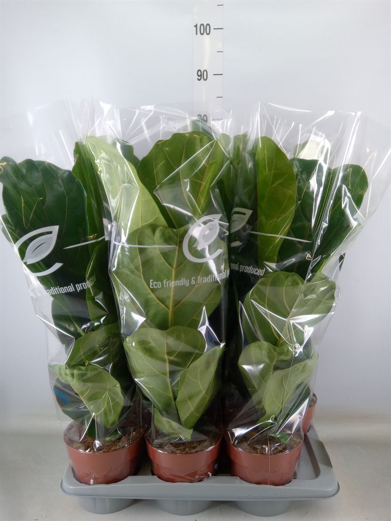 Горшечные цветы и растения оптом Ficus Lyrata от 6шт из Голландии с доставкой по России