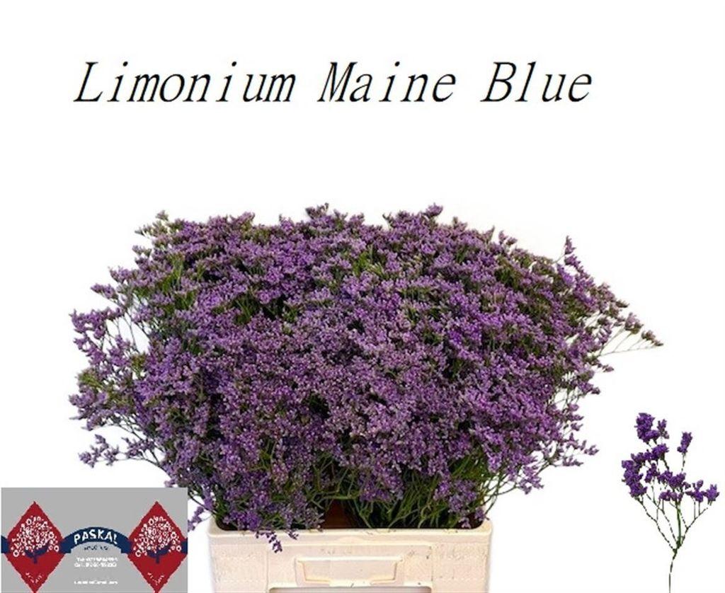 Срезанные цветы оптом Limonium maine blue от 100шт из Голландии с доставкой по России