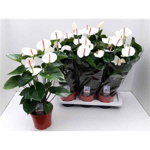 Горшечные цветы и растения оптом Anth An Adios White 4+ от 6шт из Голландии с доставкой по России