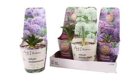 Горшечные цветы и растения оптом Alli Gem от 4шт из Голландии с доставкой по России