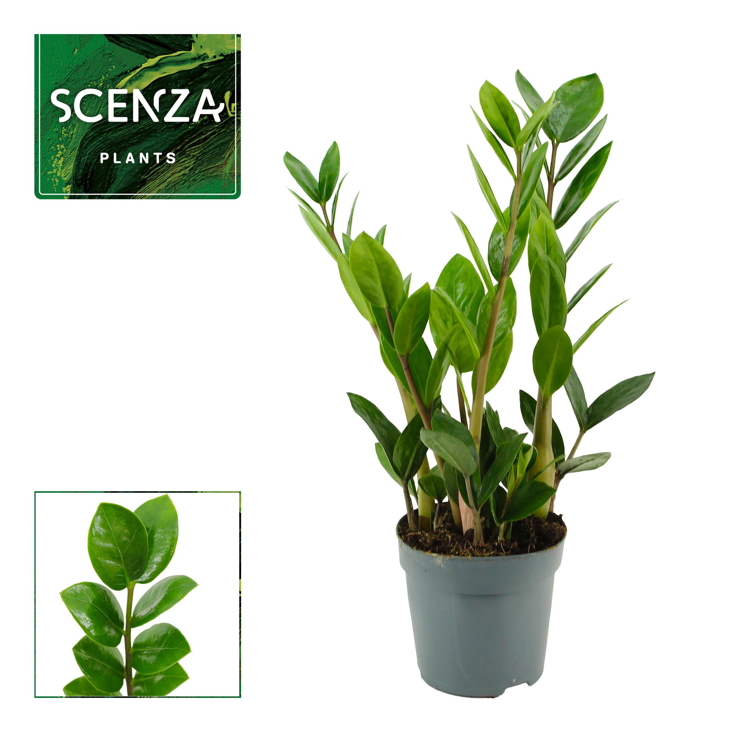 Горшечные цветы и растения оптом Zamioculcas Lima 3+ от 11шт из Голландии с доставкой по России