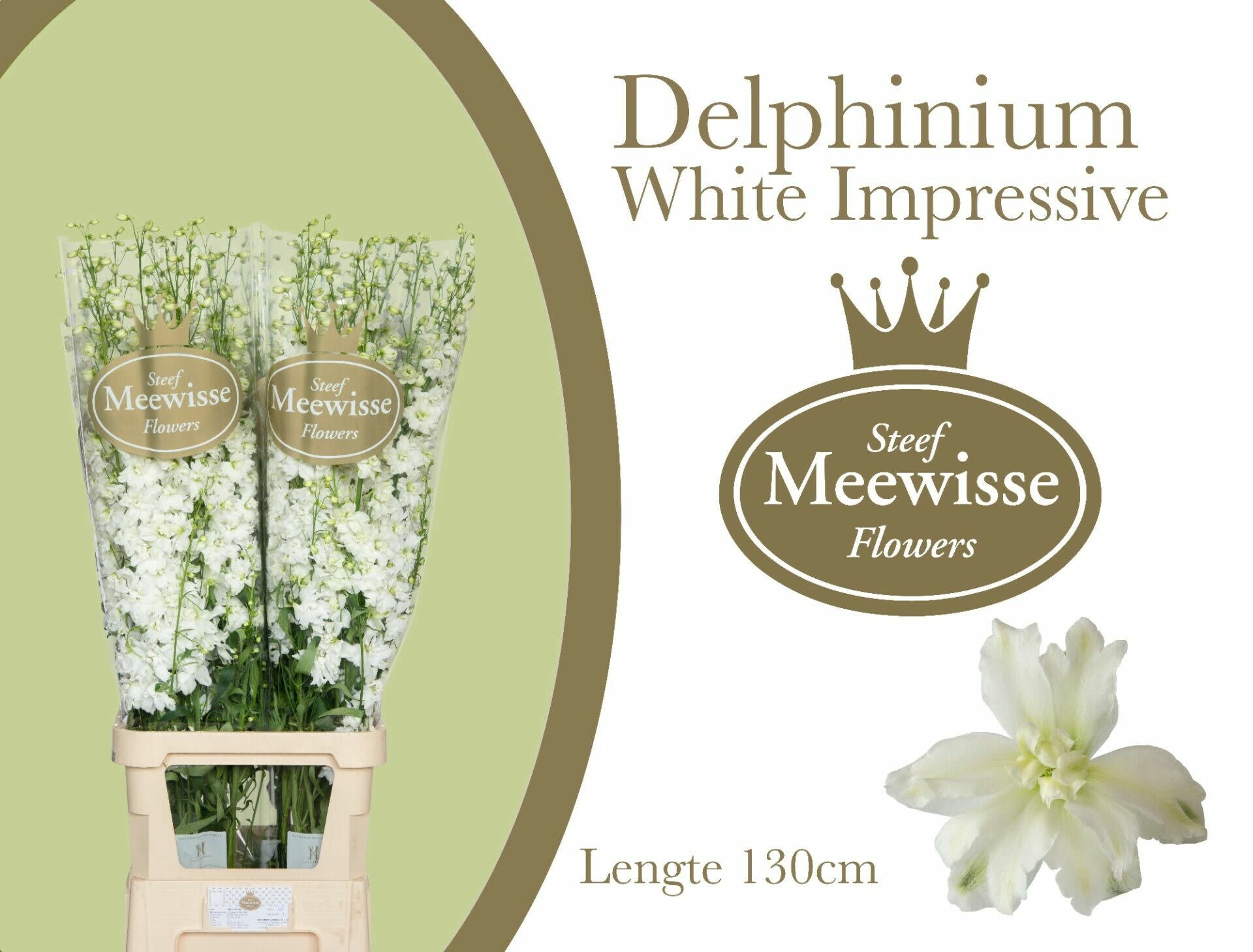 Срезанные цветы оптом Delphinium do el dewi impressive white от 30шт. из Голландии с доставкой по России