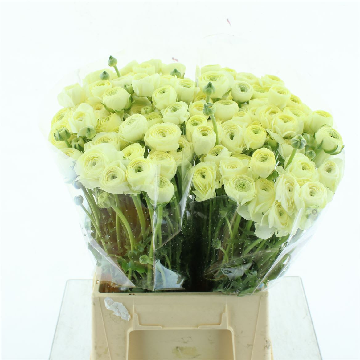 Срезанные цветы оптом Ranunculus elegance cream от 50шт из Голландии с доставкой по России