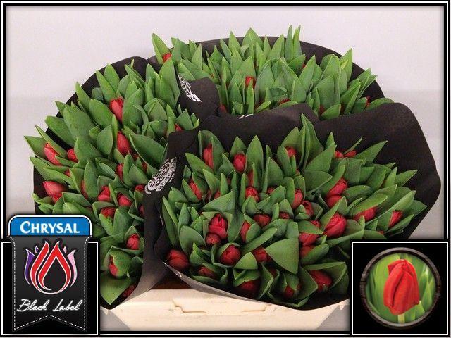 Срезанные цветы оптом Tulipa si escape от 150шт из Голландии с доставкой по России