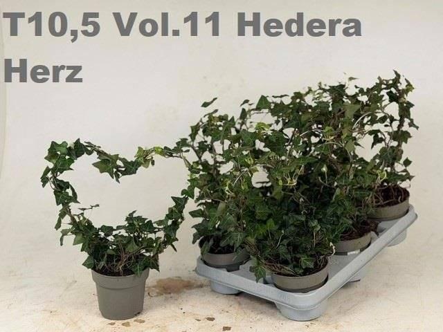 Горшечные цветы и растения оптом Hedera He Overig Groen Hart от 8шт из Голландии с доставкой по России
