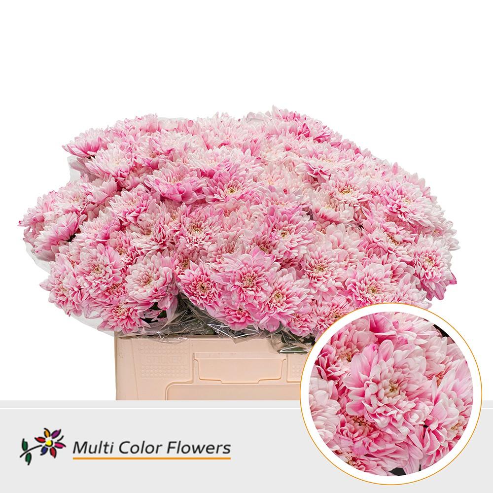 Срезанные цветы оптом Chrys sp paint baltica pastel pink от 40шт из Голландии с доставкой по России