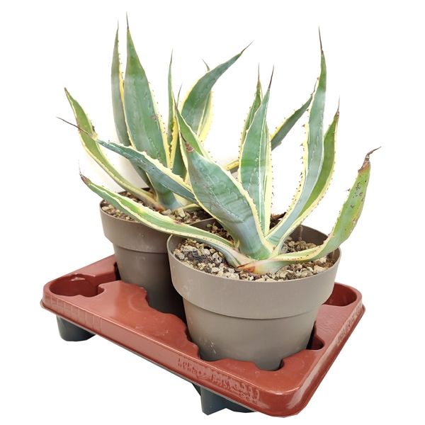 Горшечные цветы и растения оптом Agave Americana Variegata от 2шт из Голландии с доставкой по России