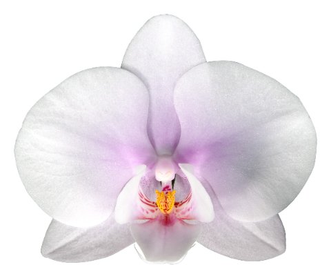 Срезанные цветы оптом Phalaenopsis okayama (per flower) от 45шт из Голландии с доставкой по России