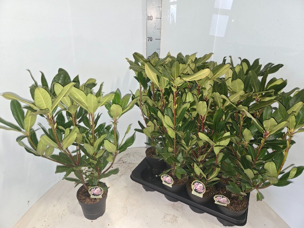 Горшечные цветы и растения оптом Rhod Po Roseum от 8шт из Голландии с доставкой по России