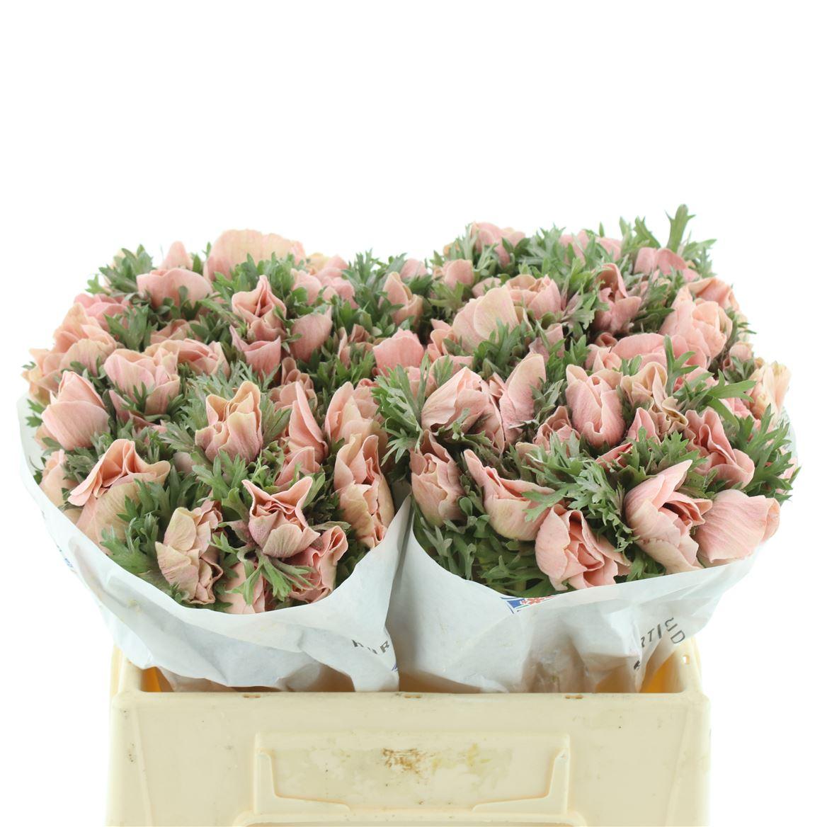 Срезанные цветы оптом Anemone powder apricot от 100шт из Голландии с доставкой по России