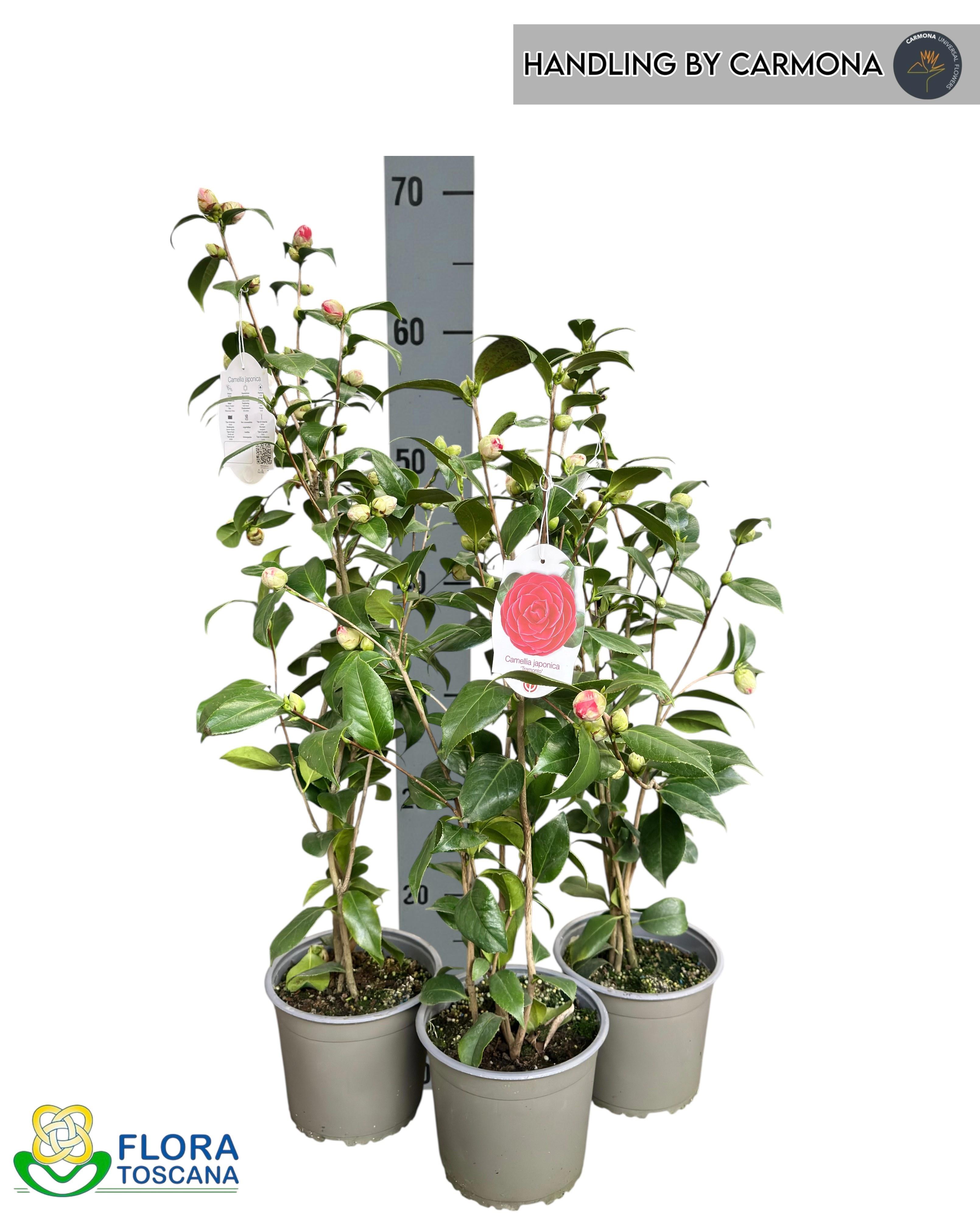 Горшечные цветы и растения оптом Came Japonica от 1шт из Голландии с доставкой по России