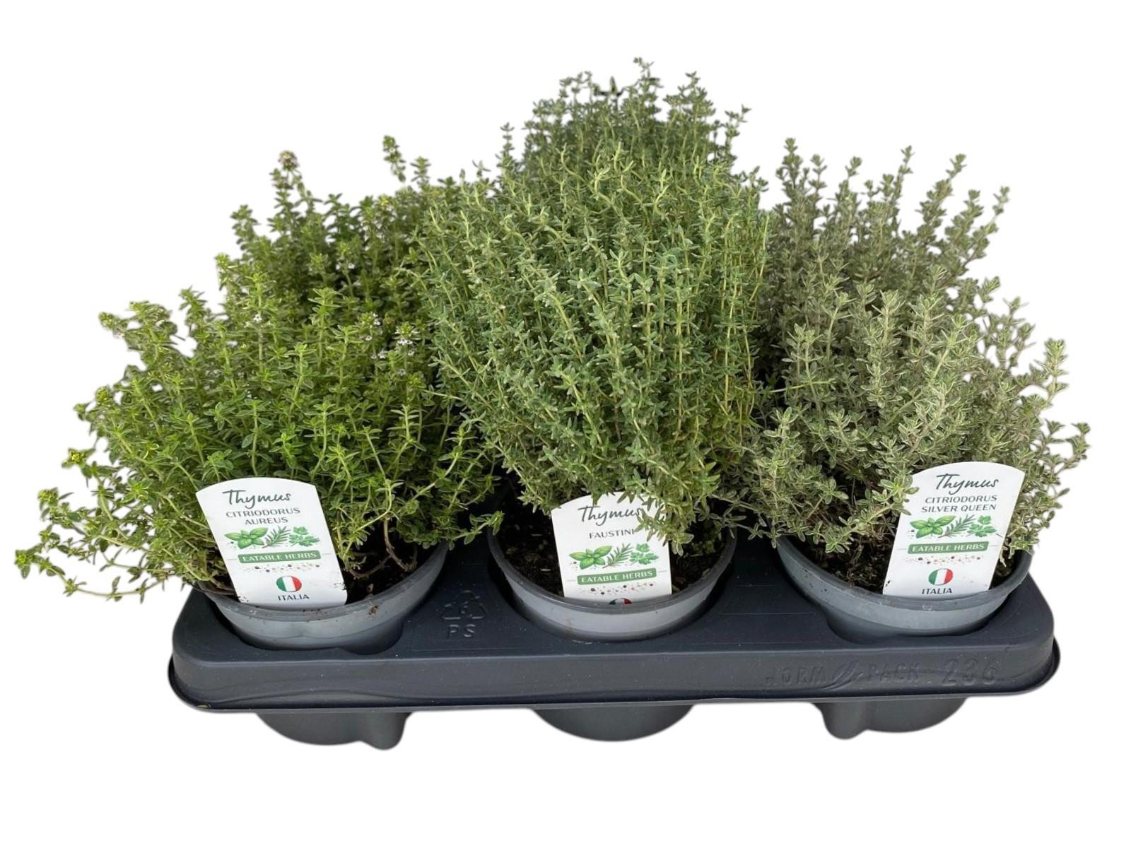 Горшечные цветы и растения оптом Thymus Mix P12 от 10шт из Голландии с доставкой по России
