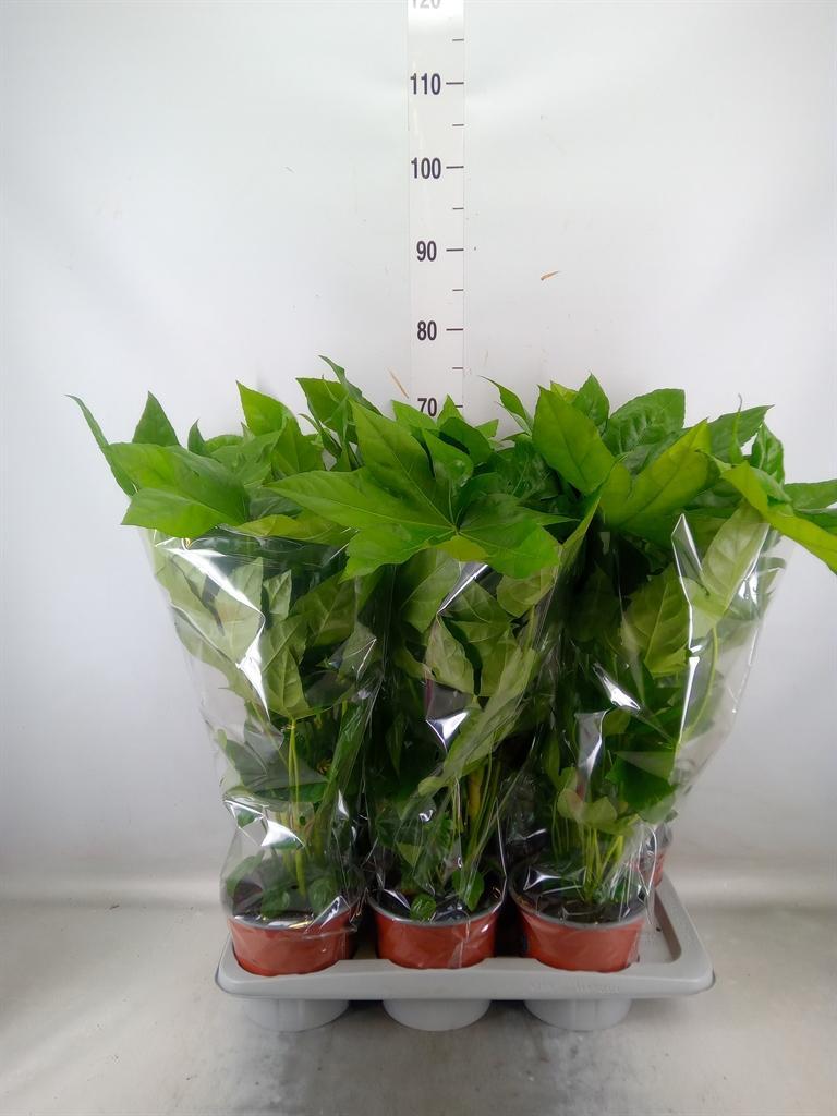 Горшечные цветы и растения оптом Fatsia Japonica   ... от 6шт из Голландии с доставкой по России