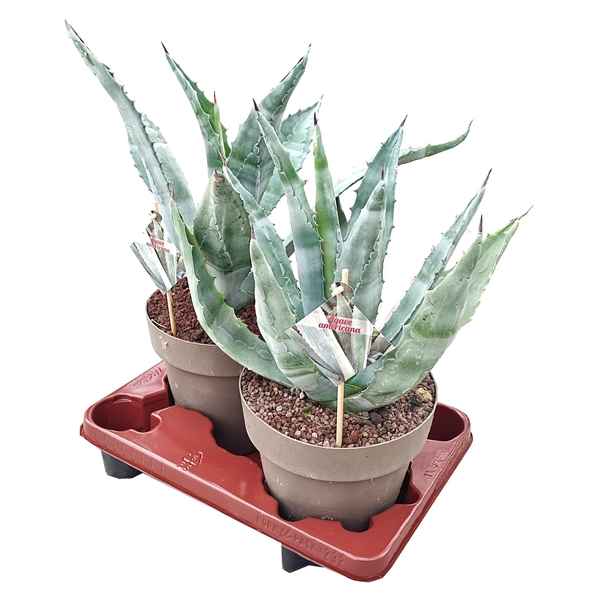 Горшечные цветы и растения оптом Agave Verde Americana от 2шт из Голландии с доставкой по России