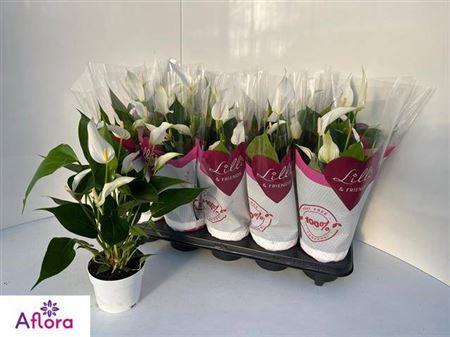 Горшечные цветы и растения оптом Anthu Banderola Cava 5+ от 10шт из Голландии с доставкой по России