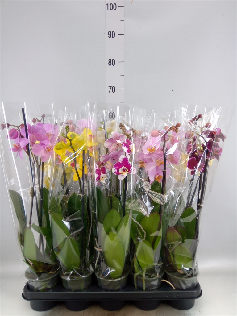 Горшечные цветы и растения оптом Phalaenopsis   ...mix от 10шт' из Голландии с доставкой по России