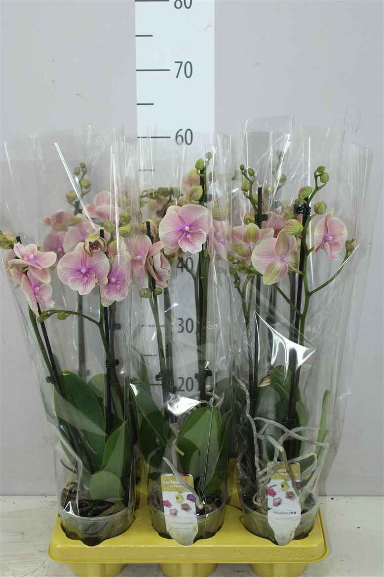 Горшечные цветы и растения оптом Phal Daria 2 Tak от 6шт из Голландии с доставкой по России