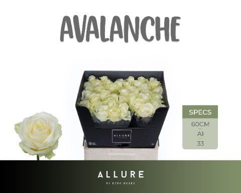 Срезанные цветы оптом Rosa large avalanche+ Allure от 40шт из Голландии с доставкой по России