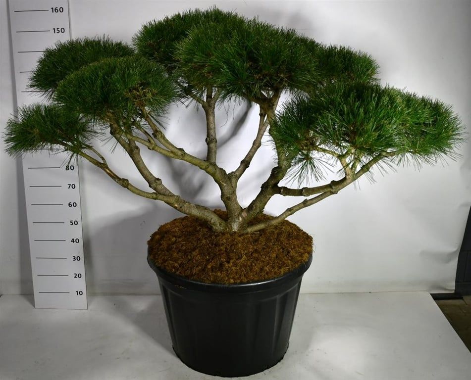 Горшечные цветы и растения оптом Pinus Nigra Marie Bregeon Pon Pon от 1шт из Голландии с доставкой по России