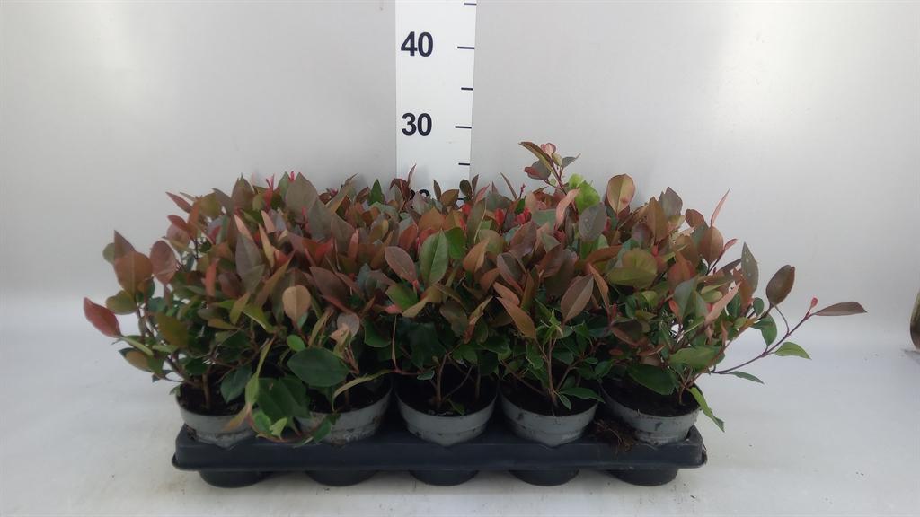 Горшечные цветы и растения оптом Photinia Fraseri little Red Robin от 15шт из Голландии с доставкой по России