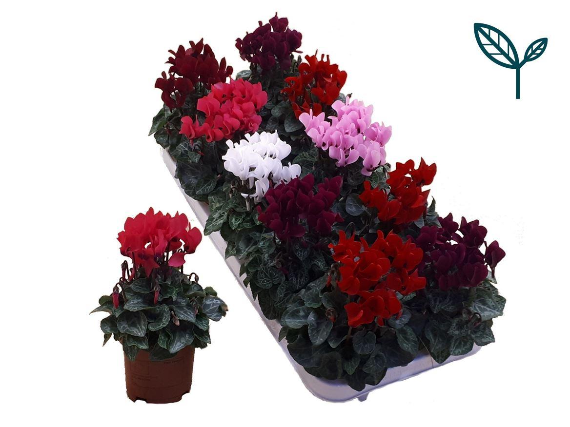 Горшечные цветы и растения оптом Cyclamen Compact Mix от 10шт (для телеги) из Голландии с доставкой по России