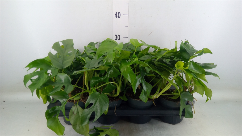 Горшечные цветы и растения оптом Monstera   ... от 8шт из Голландии с доставкой по России