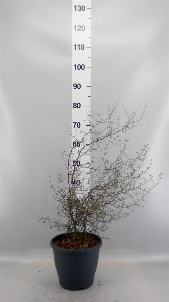Горшечные цветы и растения оптом Corokia Cotoneaster от 1шт из Голландии с доставкой по России