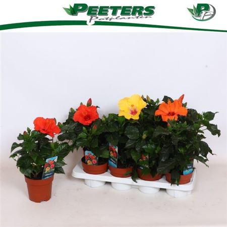 Горшечные цветы и растения оптом Hibis Sunny Gem 3 Branche от 8шт из Голландии с доставкой по России