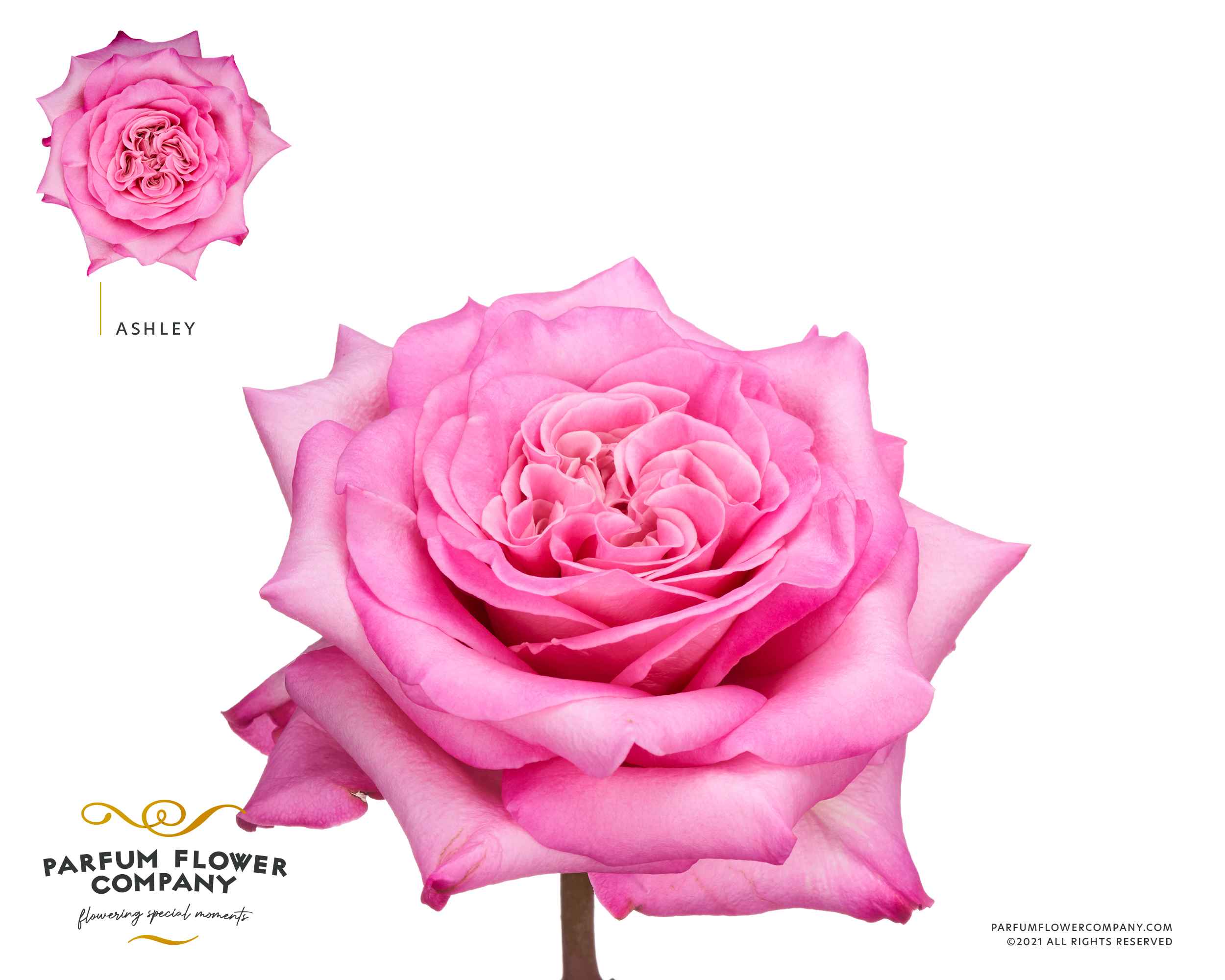 Срезанные цветы оптом Rosa la garden ashley от 24шт из Голландии с доставкой по России