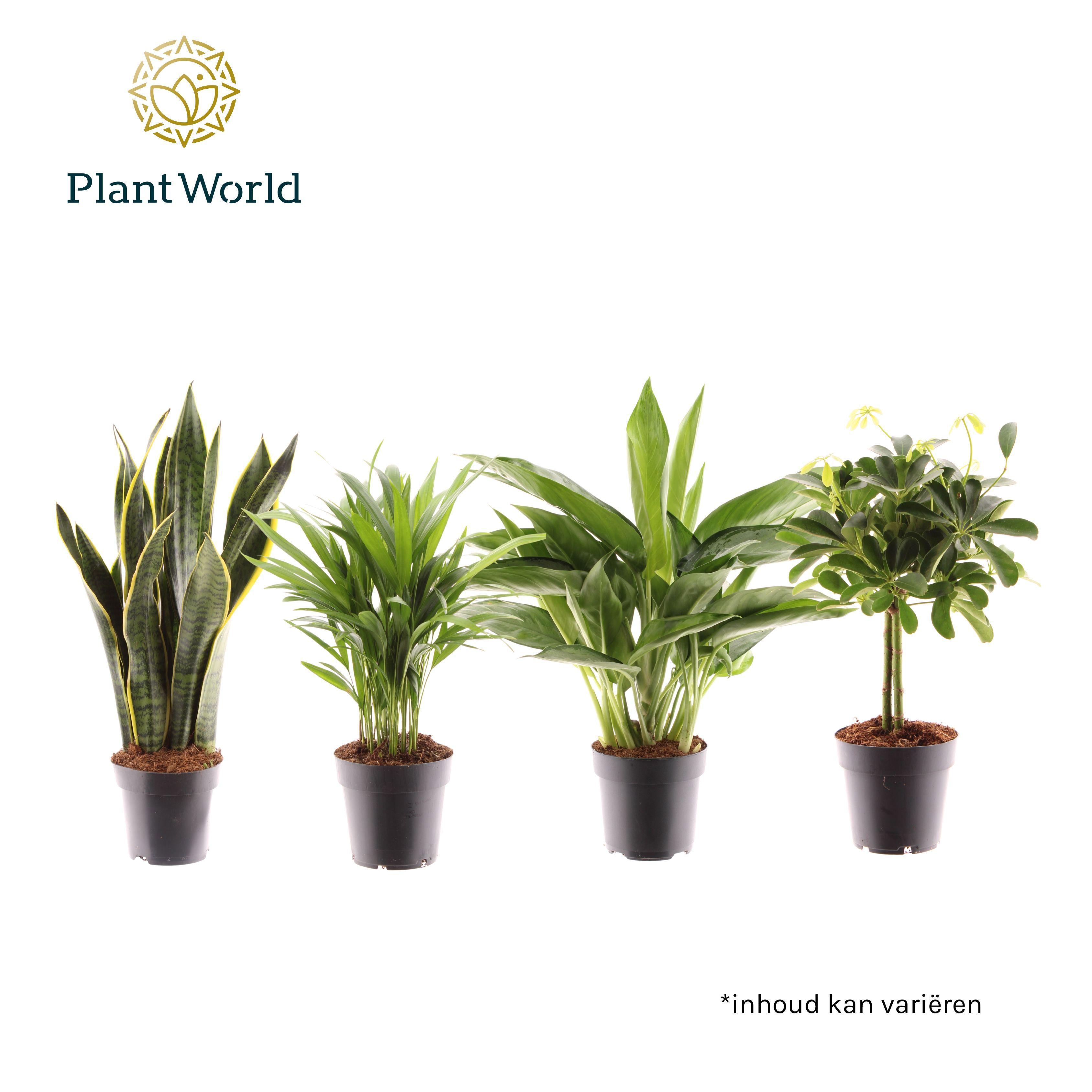 Горшечные цветы и растения оптом Groenmix Jamaica (diverse Soorten) от 7шт из Голландии с доставкой по России