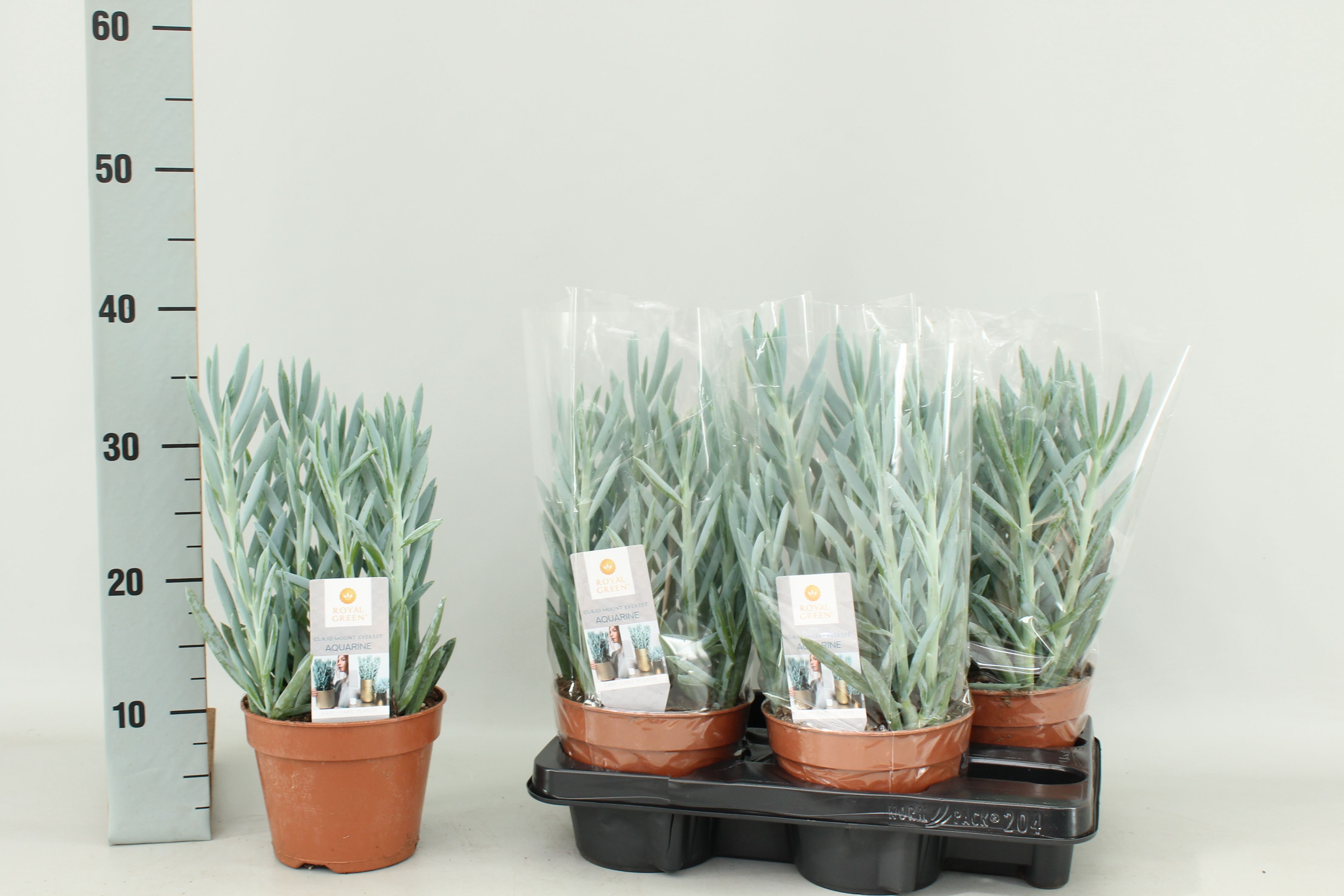 Горшечные цветы и растения оптом Curio Fic Mt Everest от 4шт из Голландии с доставкой по России