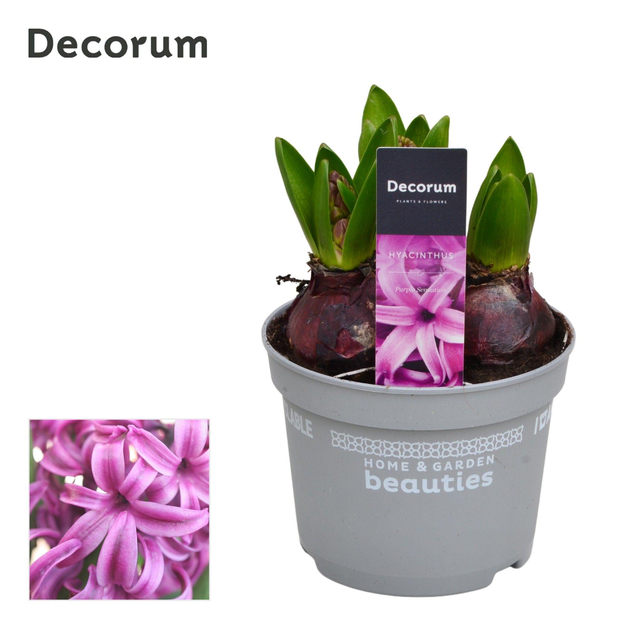 Горшечные цветы и растения оптом Hyacinthus Purple Sensation 3pp (decorum) от 10шт из Голландии с доставкой по России