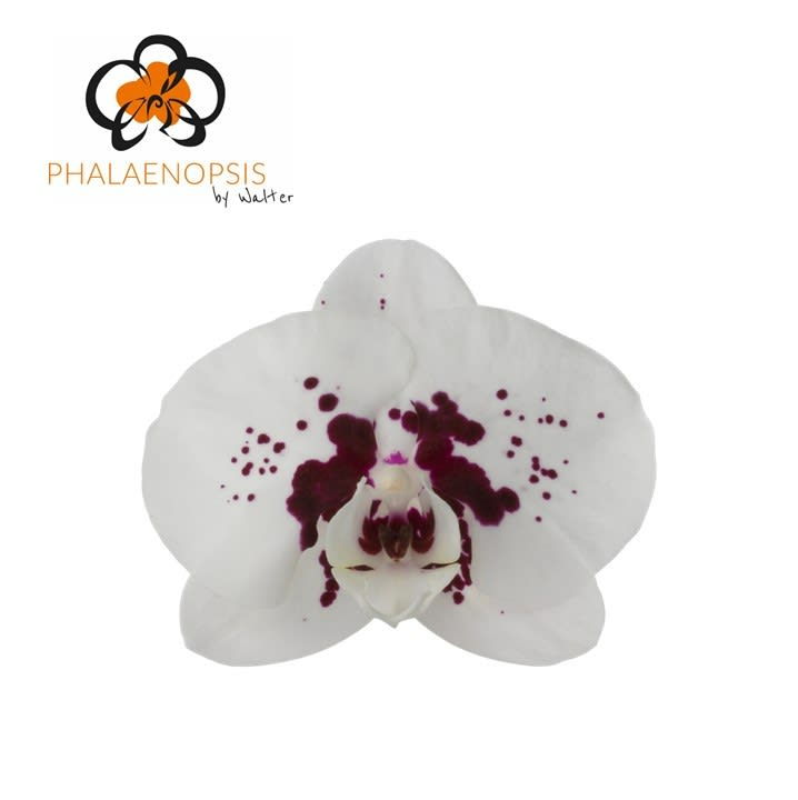 Срезанные цветы оптом Phalaenopsis chian xen panda wine drops (per stem) от 15шт из Голландии с доставкой по России