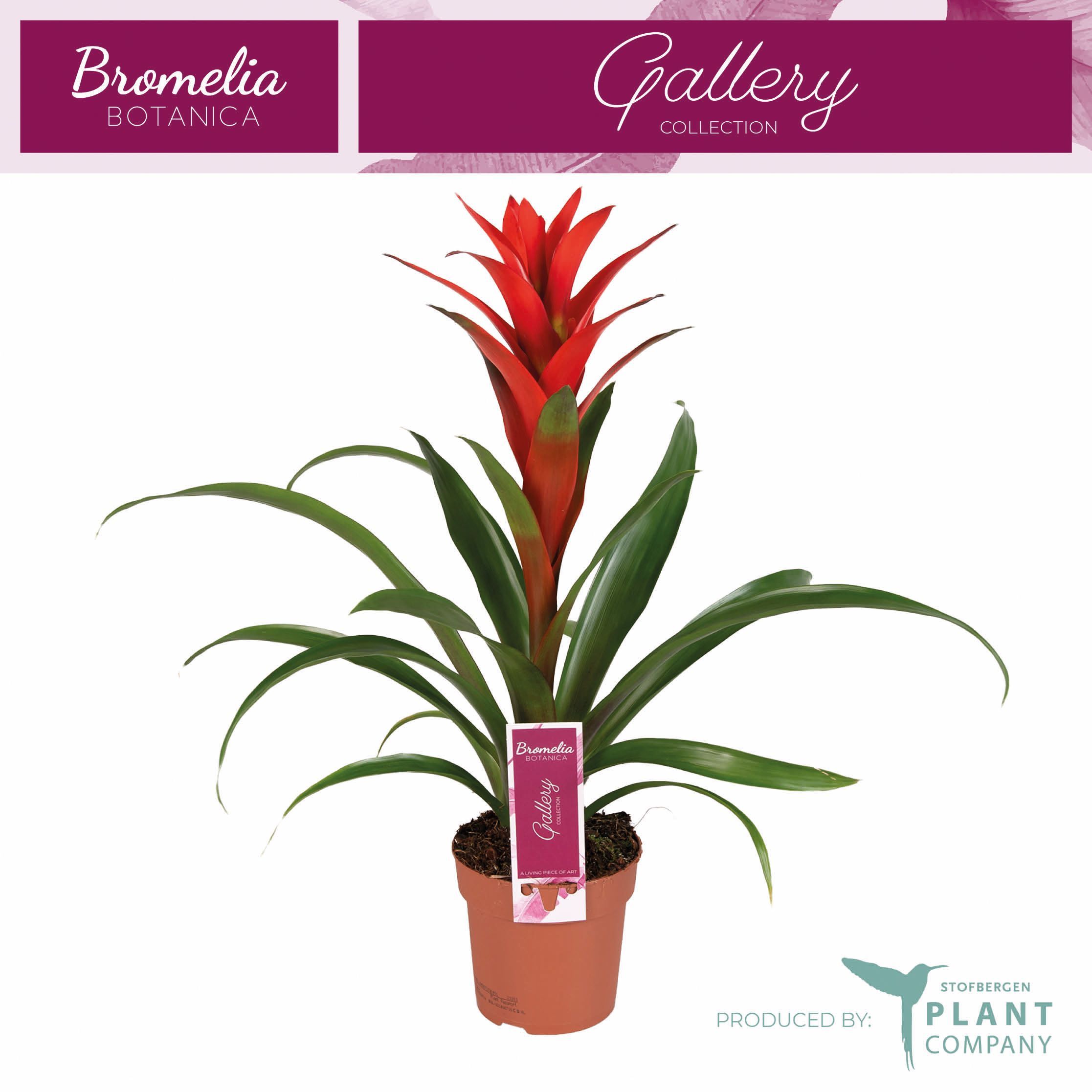 Горшечные цветы и растения оптом Guzm Ostara от 6шт из Голландии с доставкой по России