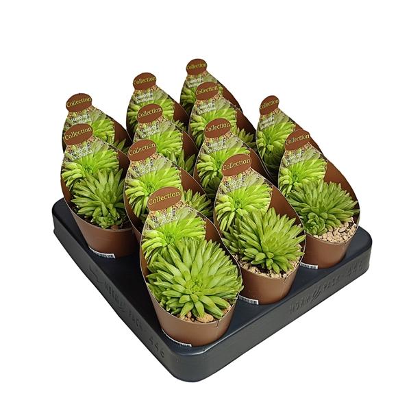 Горшечные цветы и растения оптом Haworthia Kikuhigasa Potcover от 12шт (для телеги) из Голландии с доставкой по России