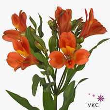 Срезанные цветы оптом Alstroemeria dancing queen от 60шт из Голландии с доставкой по России