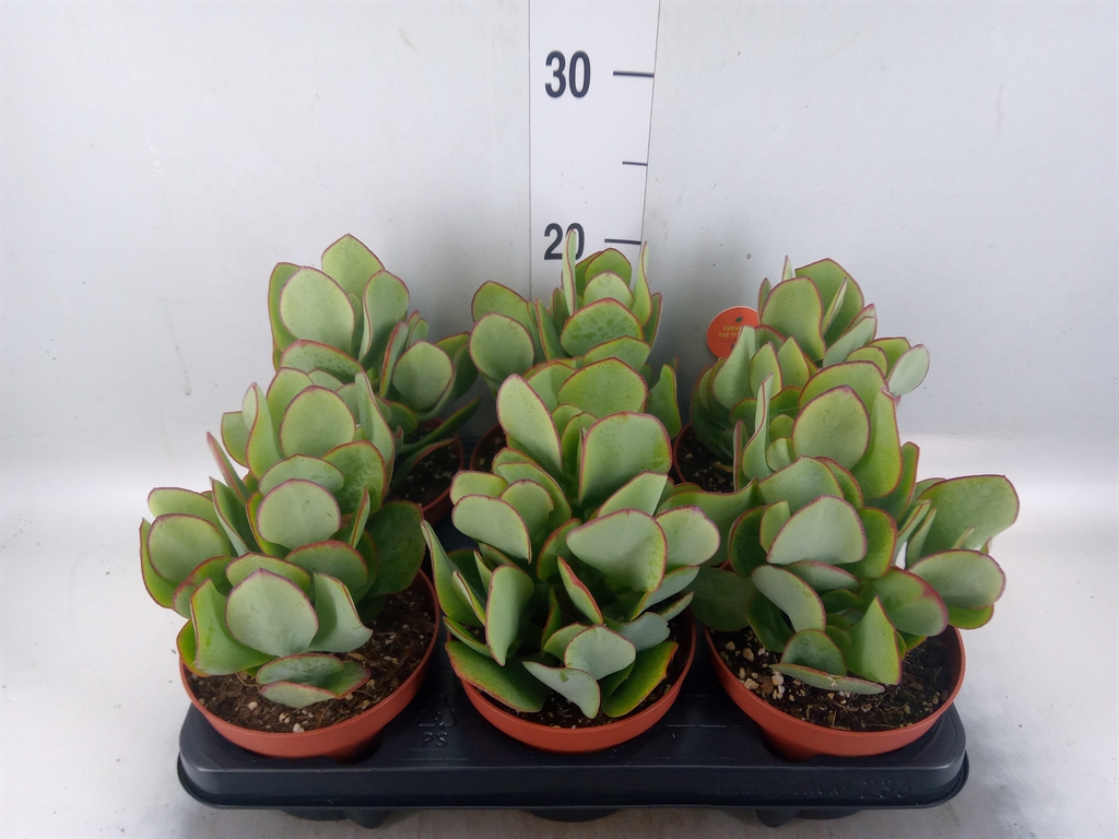 Горшечные цветы и растения оптом Crassula Arborescens от 6шт из Голландии с доставкой по России