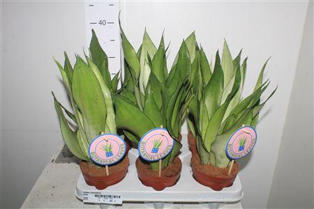 Горшечные цветы и растения оптом Sansev Moonshine от 6шт из Голландии с доставкой по России