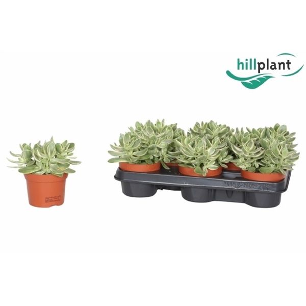 Горшечные цветы и растения оптом Crassula Swaziensis Variegata от 8шт из Голландии с доставкой по России