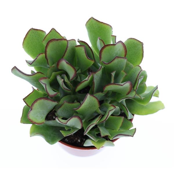 Горшечные цветы и растения оптом Crassula Aborescens от 12шт (для телеги) из Голландии с доставкой по России