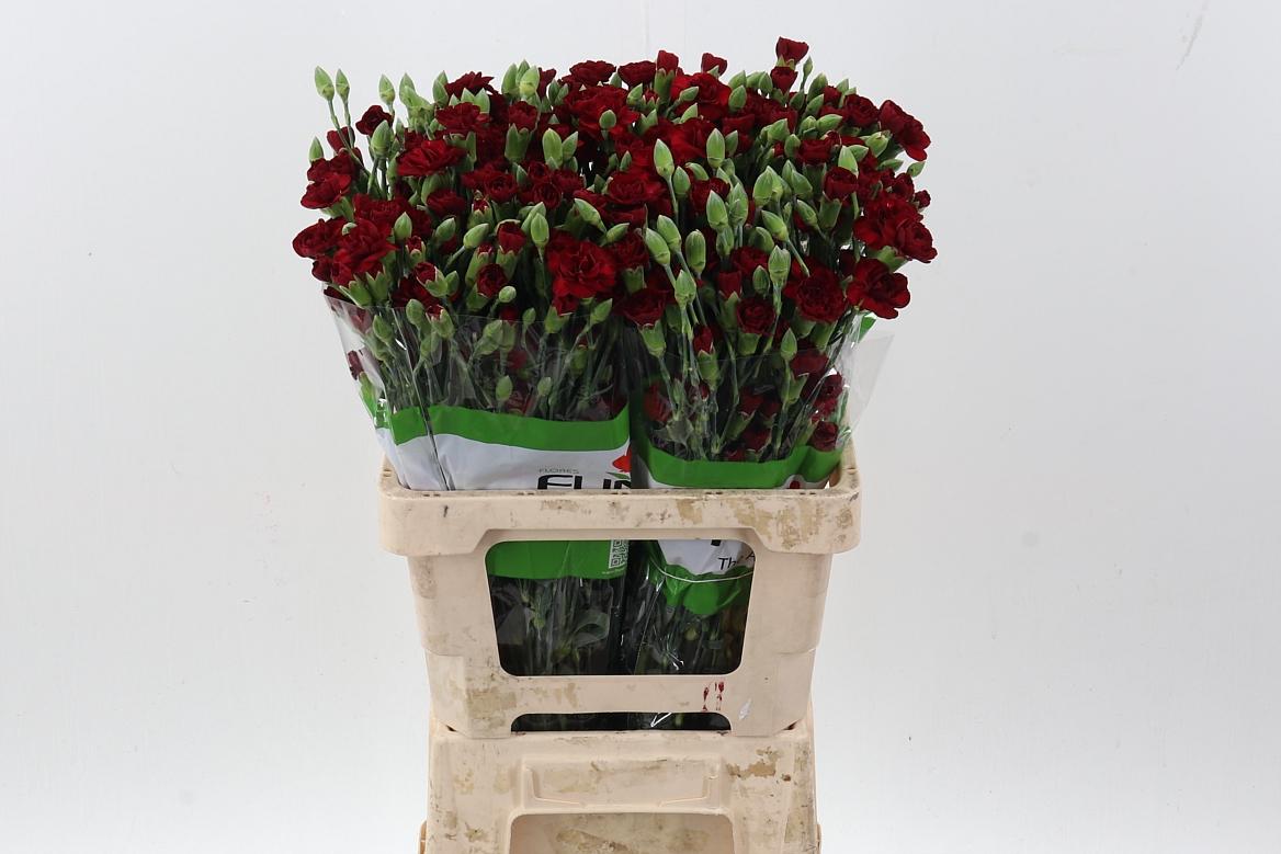 Срезанные цветы оптом Dianthus sp chateau от 100шт из Голландии с доставкой по России