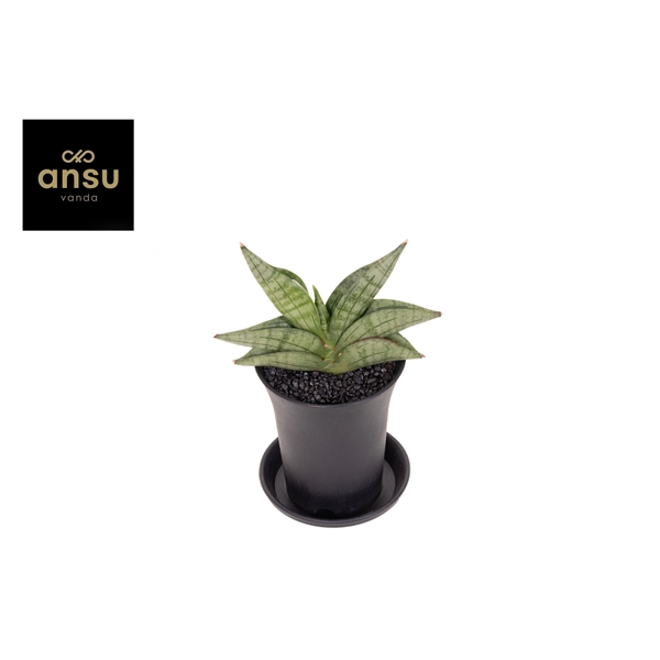 Горшечные цветы и растения оптом Sansevieria Inti Mini от 9шт (для телеги) из Голландии с доставкой по России