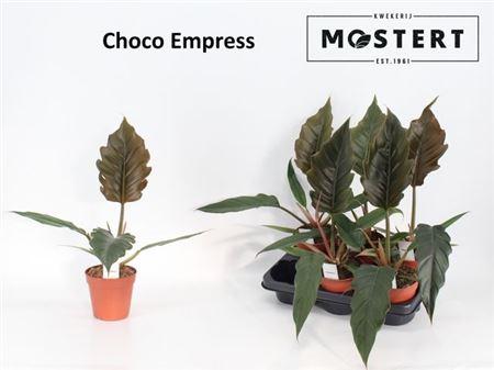 Горшечные цветы и растения оптом Philodendron Choco Empress от 6шт из Голландии с доставкой по России