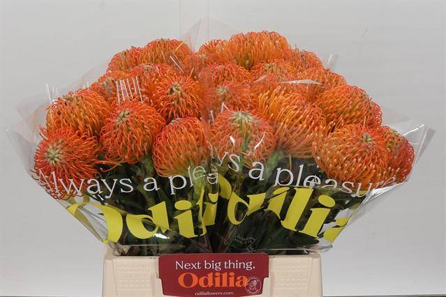 Срезанные цветы оптом Nutans ayoba peach от 30шт из Голландии с доставкой по России