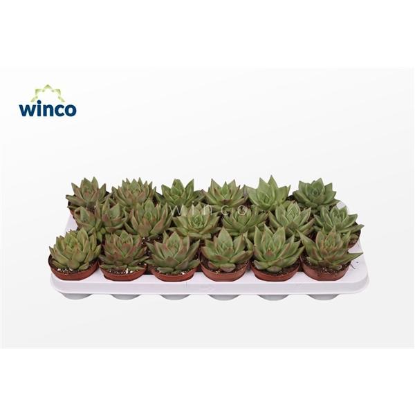 Горшечные цветы и растения оптом Echeveria Ebony Green от 18шт (для телеги) из Голландии с доставкой по России