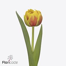 Срезанные цветы оптом Tulipa do vuelta от 50шт из Голландии с доставкой по России