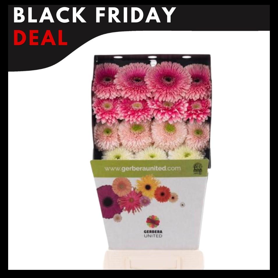 Срезанные цветы оптом Gerbera gerponi big mix in row от 45шт из Голландии с доставкой по России