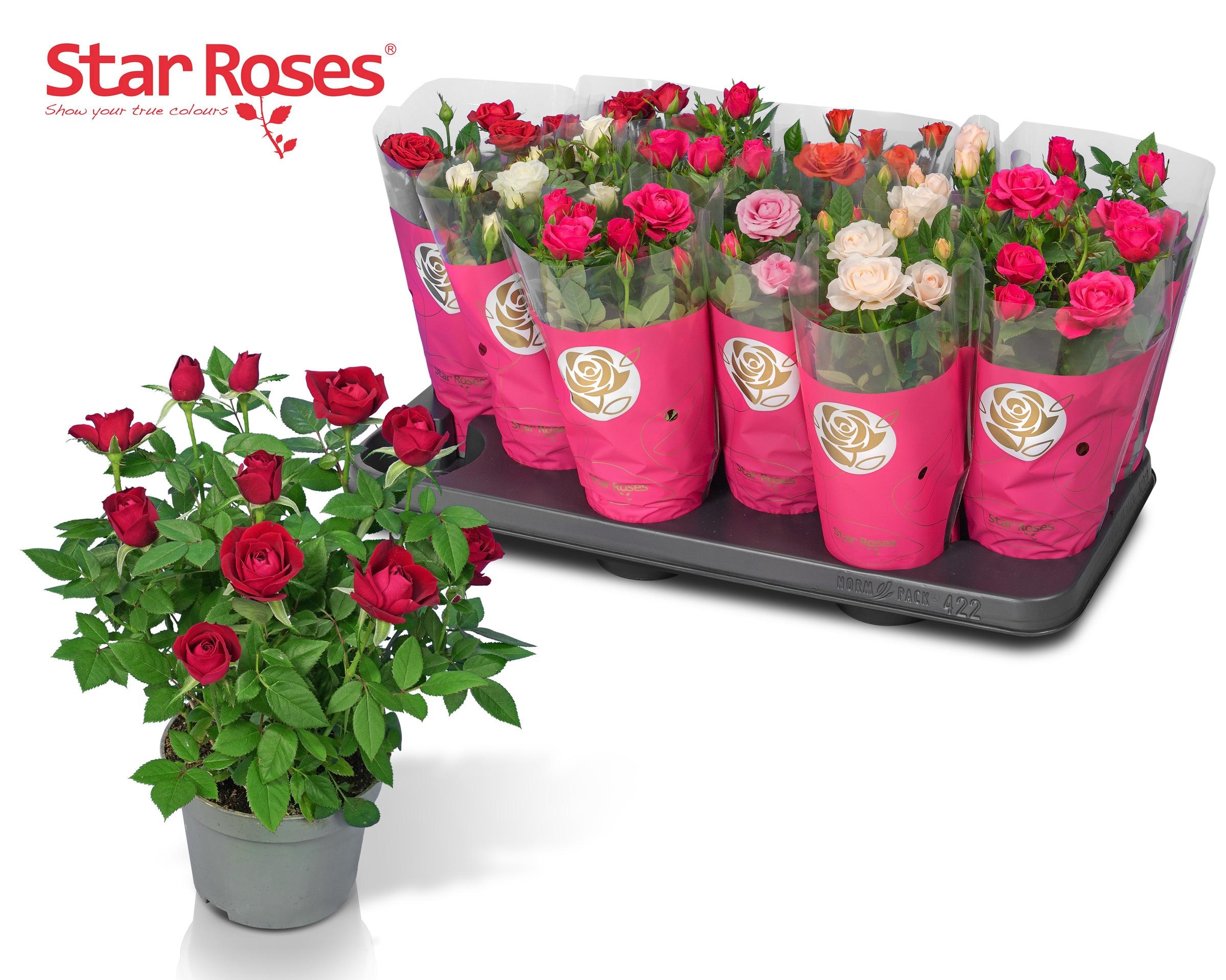 Горшечные цветы и растения оптом Ro Star Roses Gem от 12шт из Голландии с доставкой по России