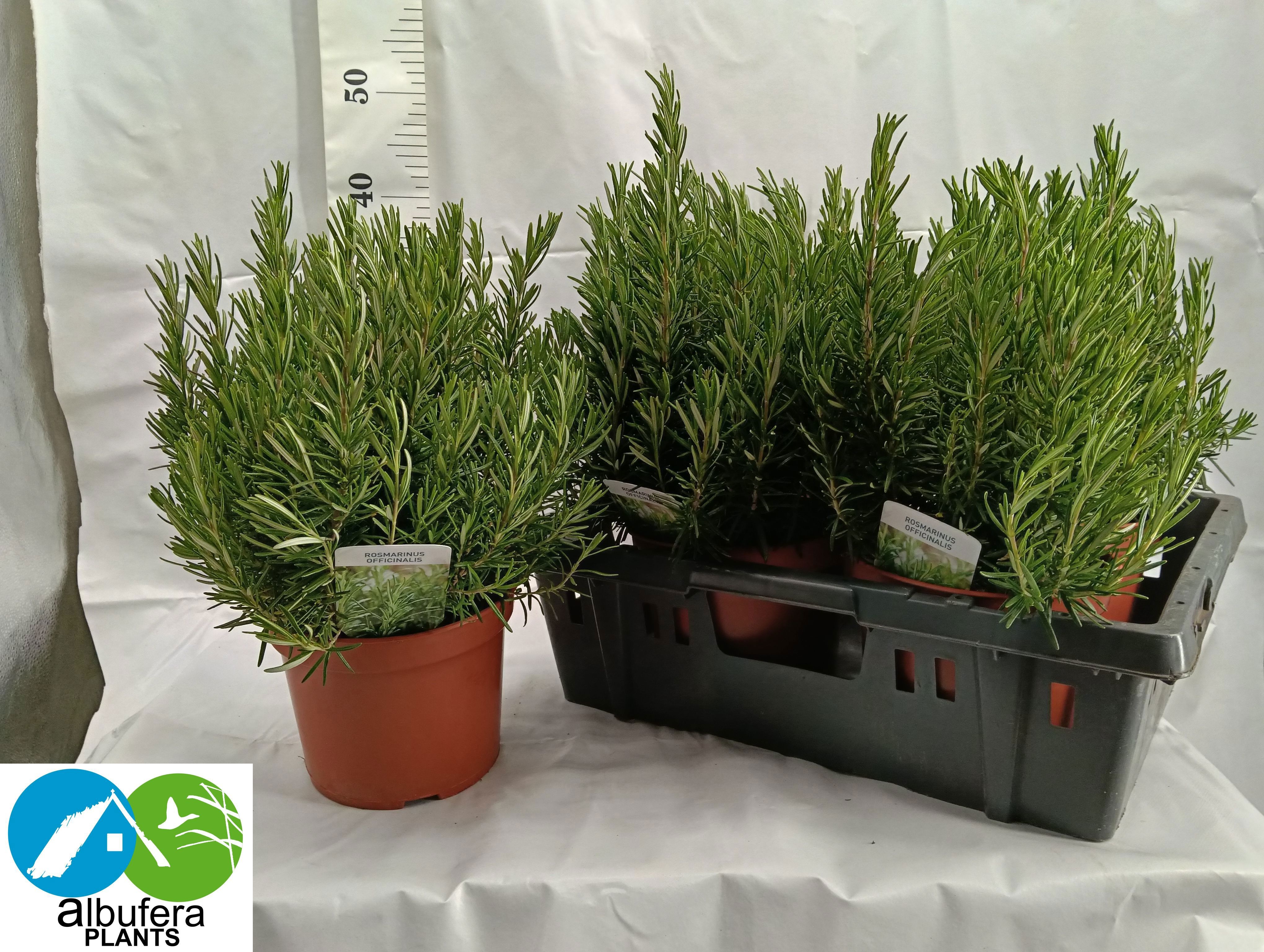 Горшечные цветы и растения оптом Rosmarin Of Ov от 4шт из Голландии с доставкой по России